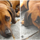 Illustration for article titled Dogs that look more like puppies have an evolutionary advantage